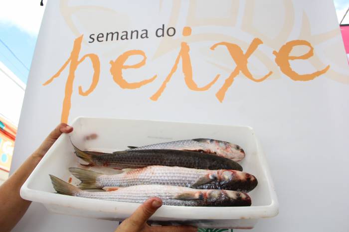 Na semana que vem, bancas no Centro e nos bairros comercializarão o pescado