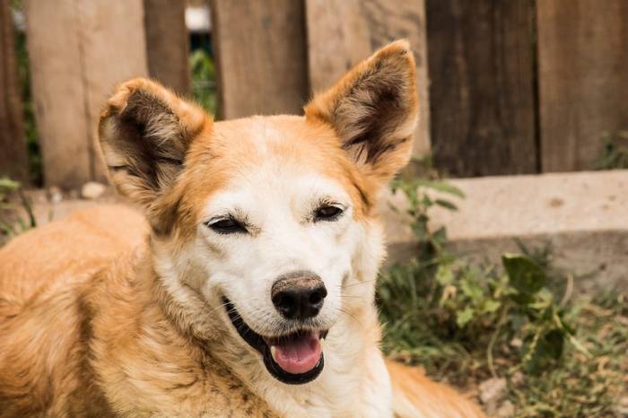 Tem cachorro para todos os gostos e perfis de dono, e a condição para adotar é só uma: ser um apaixonado pelos animais