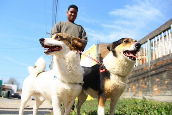 Programação, organizada pelo Comupa, prevê 'Cãominhada', desfile dos animais do Canil Municipal, doação de cavalos, entre outras atividades