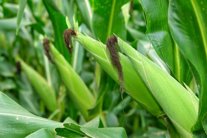 Agricultores que ainda não fizeram encomendas terão até quarta-feira (26) para apresentar os pedidos