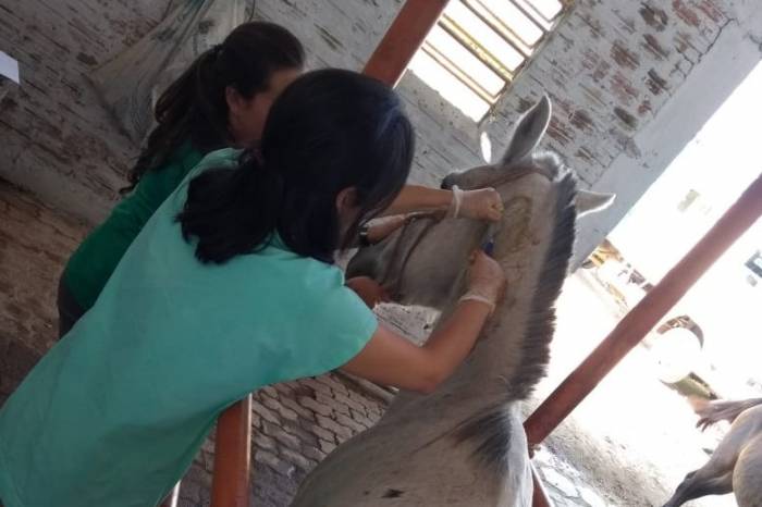 Ao todo, 26 animais estão abrigados no espaço destinado a animais de grande porte. Cinco já haviam recebido a tecnologia em outra ocasião. Outros cinco foram apreendidos nessa segunda