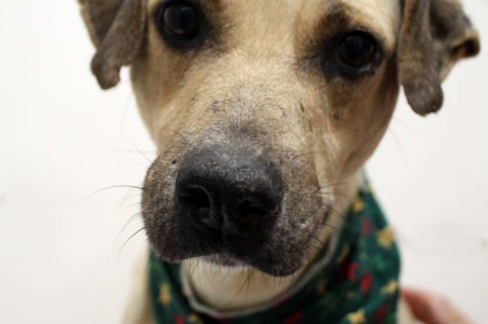 Local também aguarda doações de agasalhos, caminhas e cobertas para proteger os cães do frio intenso