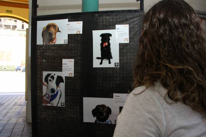 Mostra com imagens de 16 animais do Canil Municipal  integra a programação da 1ª Semana da Proteção Animal