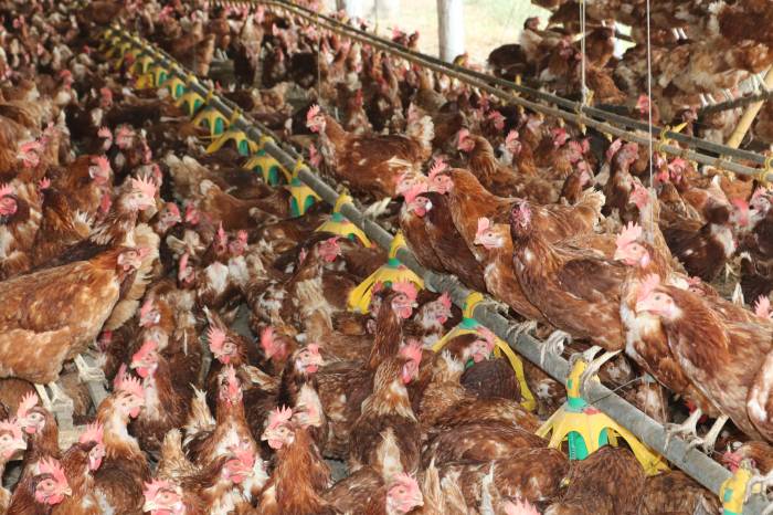Município, junto a outros setores, busca adesão de mais produtores à rede avícola de criação de galinhas fora de gaiola