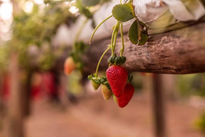 Em reunião, com representantes de instituições e órgãos, discutiram alternativas para melhorar produção e qualidade da fruta