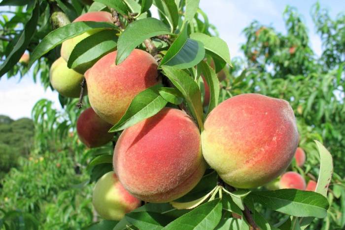 Evento comercializou 1.500 quilos de pêssego in natura e produtos derivados da fruta