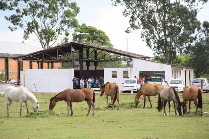 Hospedaria de Grandes Animais dispõe de três éguas e nove cavalos para doação