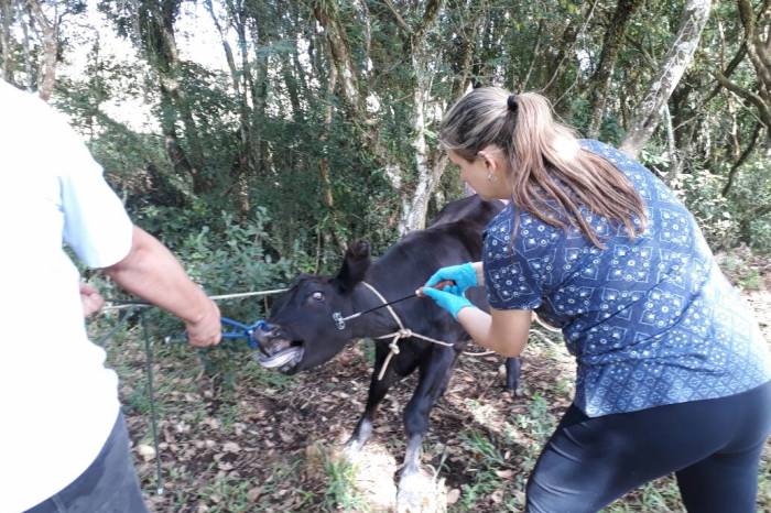 Terneiras de três a oito meses devem ser imunizadas contra brucelose
