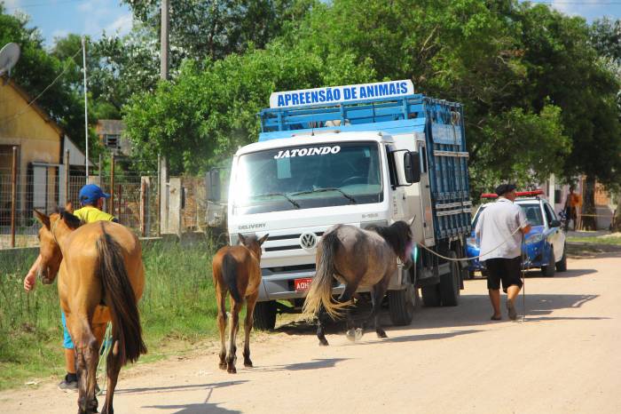 Proprietários poderão recuperar os animais, após pagamento de multa no valor R$ 108,84