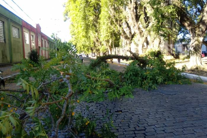 O tráfego de um lado da avenida esteve interrompido, temporariamente, após queda de galho