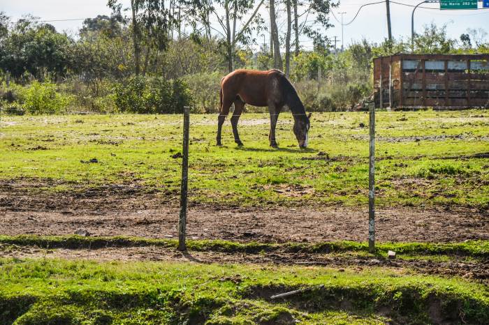 Recursos provenientes do Judiciário foram aplicados na melhoria do serviço que recolhe animais de grande porte das ruas