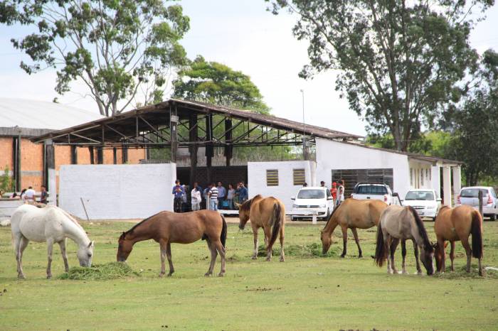 Hospedaria de Grandes Animais dispõe de três éguas e nove cavalos para doação