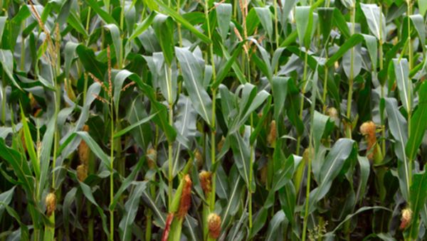 Cada agricultor poderá solicitar até quatro sacas de sementes com preços subsidiados
