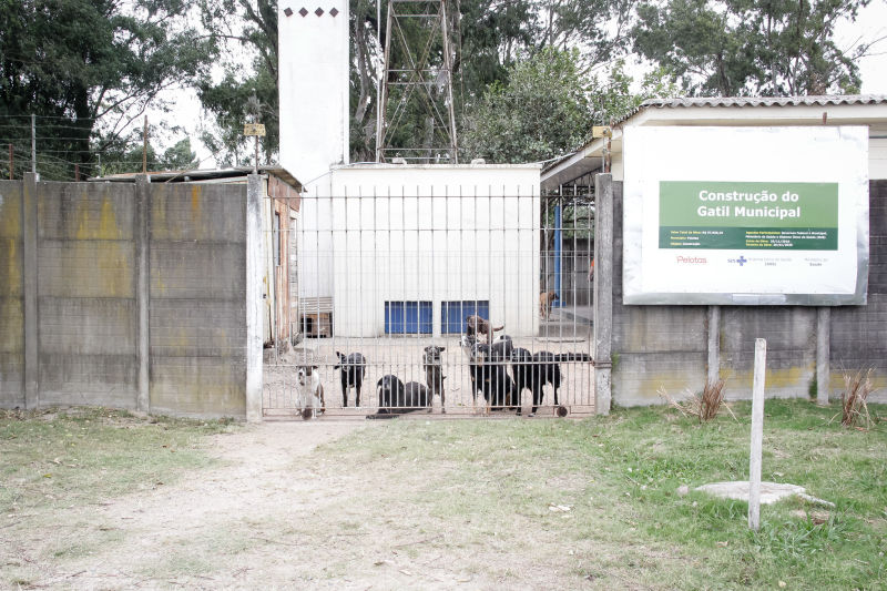 Unidade receberá solicitações da comunidade e avaliará cada caso antes do recolhimento do felino