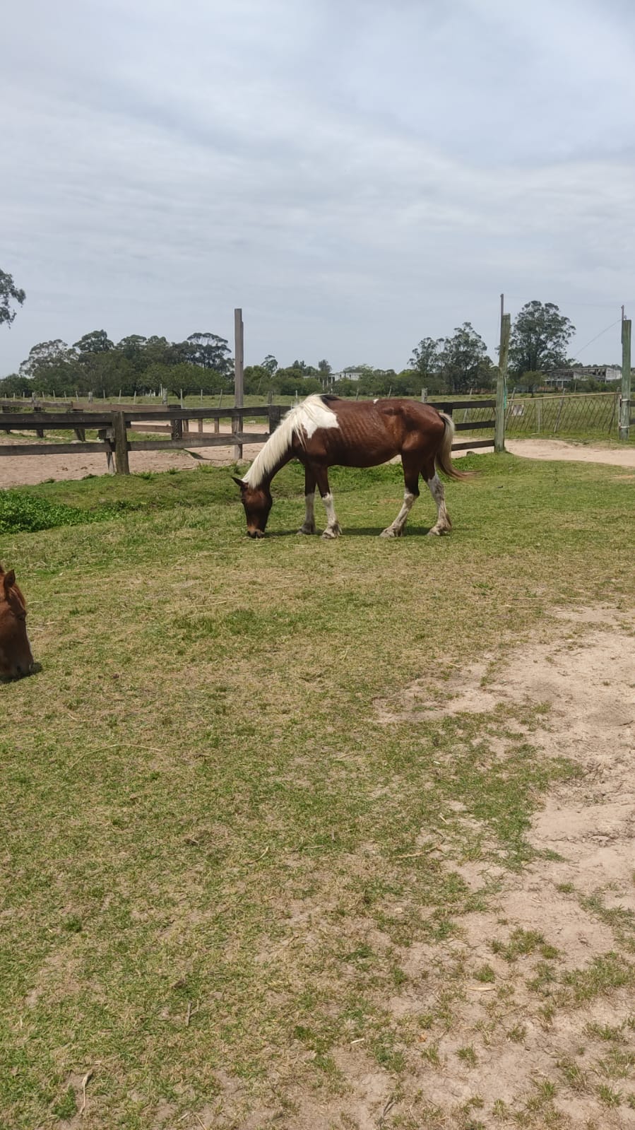Hospedaria de Grandes Animais disponibiliza 17 fêmeas e oito machos para futuros proprietários