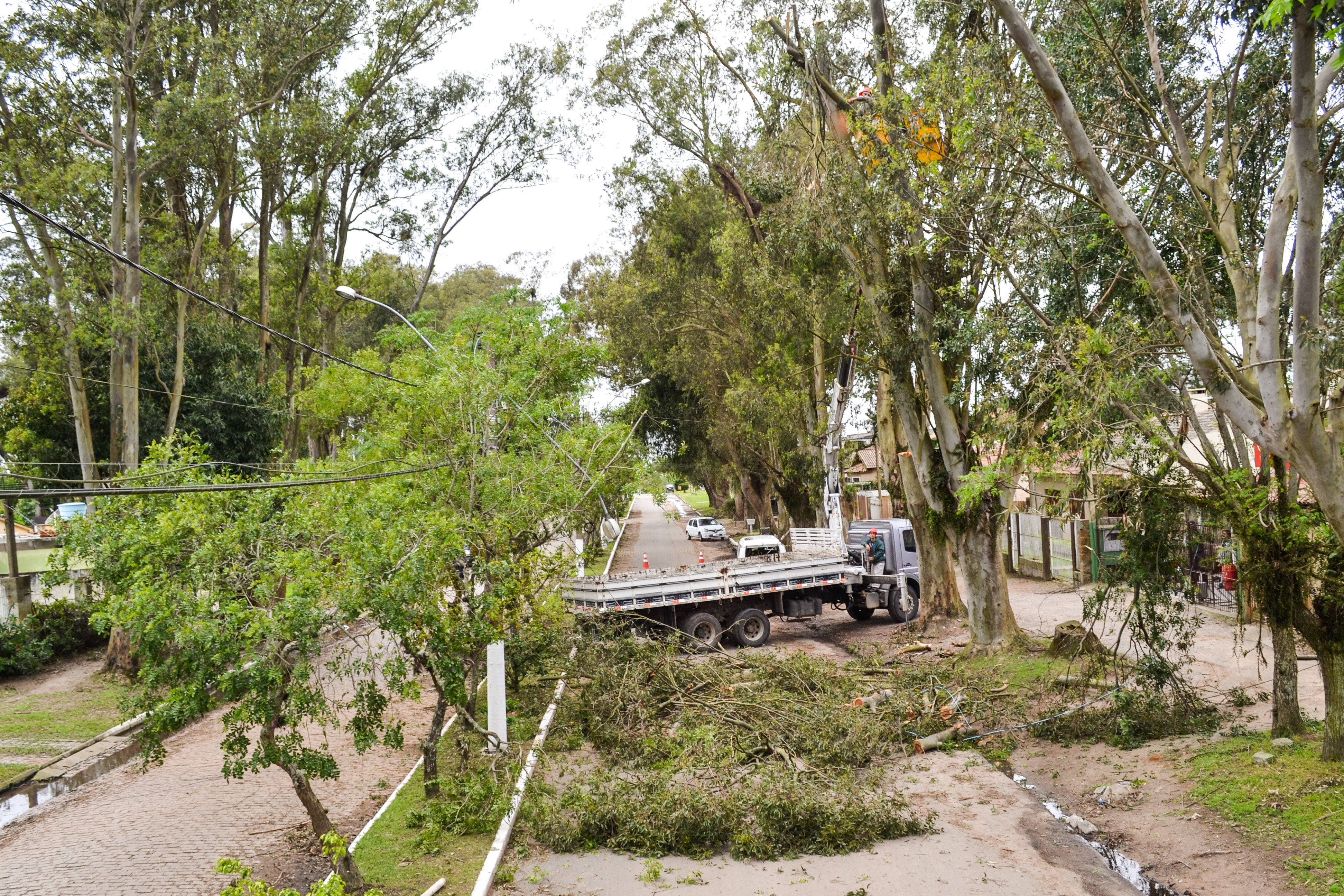 Além das árvores atingidas por temporais, equipe realizou podas e supressões agendadas