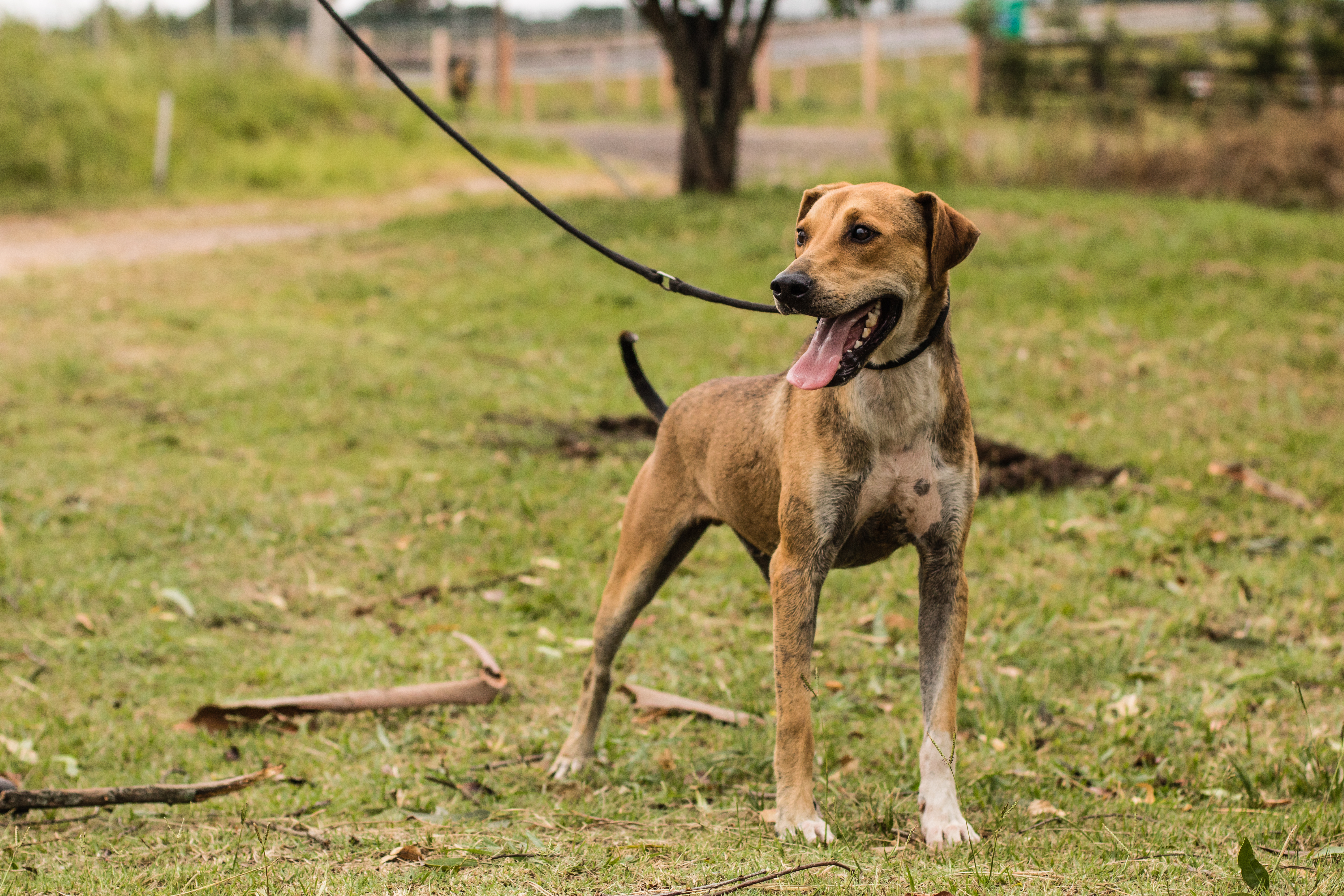 Os animais, de diversos portes, podem ser visitados diariamente na sede localizada na BR-392, km 71, ao lado da Hospedaria de Grandes Animais