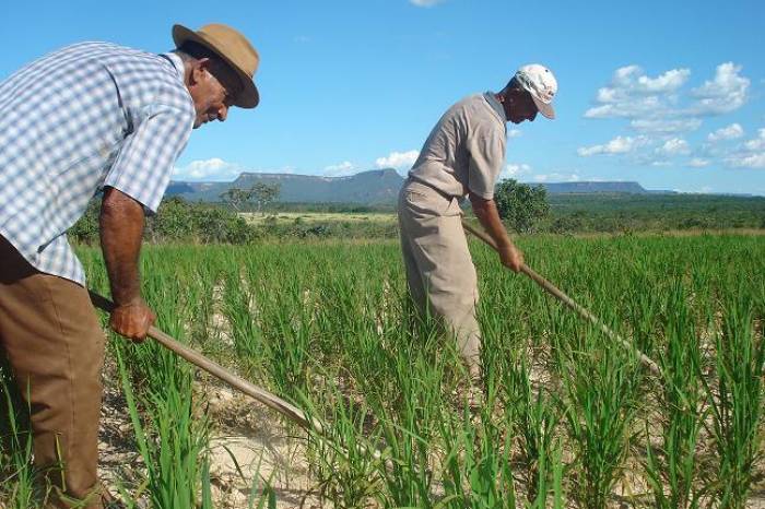Levantamento Sistemático da Produção Agrícola é projeto tratado com assiduidade pelo Instituto