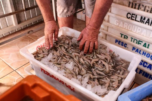 Consumidores poderão adquirir o produto, direto dos pescadores, em pontos próximos de suas residências