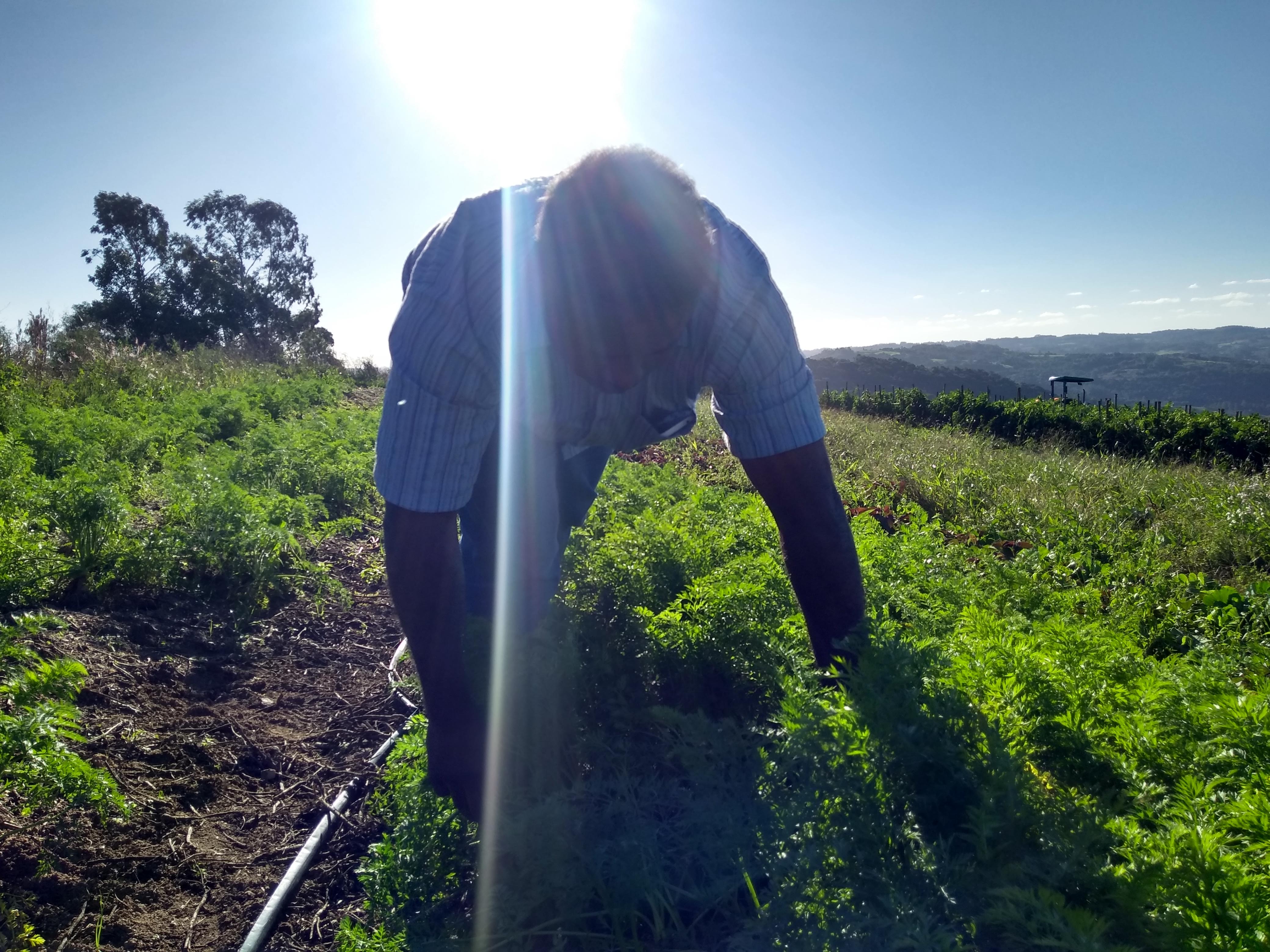 Ação envolve 48 agricultores locais selecionados pelo Município