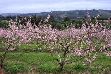 Prefeitura acompanha reunião técnica sobre pulverização em fruticultura