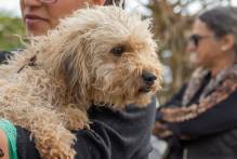 Pelotas está entre os municípios habilitados receber recursos do Fundo Estadual de Proteção e Bem-Estar de Animais Domésticos