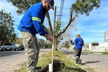 Prefeitura inicia plantio de árvores nativas na avenida Rio Grande do Sul