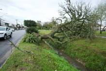 SQA mantém monitoramento preventivo da arborização em Pelotas