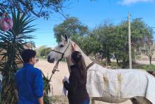 Município fiscaliza equinos doados