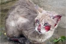 Pelotas registra aumento de esporotricose em humanos e felinos