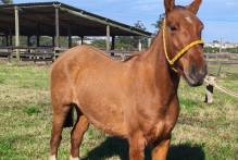 Hospedaria de Grandes Animais dispõe de quatro cavalos para adoção