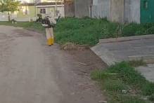 Dengue em Pelotas continua estável