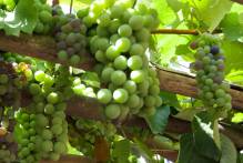 16ª Abertura Oficial da Colheita da Uva será no dia 25