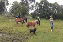 Prefeitura tem seis equinos para doação