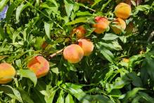 Começam a 12ª Quinzena do Pêssego e a Feira Municipal