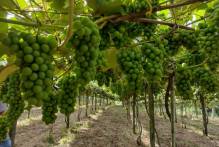 Aceleram-se os preparativos para eventos da safra da uva