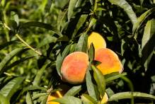 Abertura oficial da colheita de pêssego é nesta quarta-feira