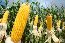 Prefeitura apoia Dia de Campo do Milho na zona rural