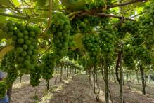 Feira de Uvas de Pelotas se estenderá até o dia 9