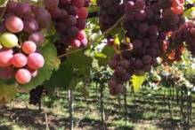 Município promove reunião técnica com produtores de uva