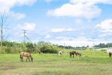 Sexta-feira é dia de adoção de cavalos na Hospedaria municipal