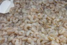 Baixa expectativa para a safra de camarão preocupa pescadores