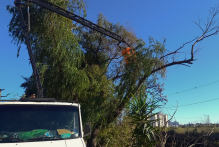 Prefeitura realiza manejo arbóreo no bairro São Gonçalo