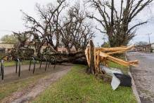 Cerca de mil árvores foram danificadas pelo temporal