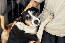 Campanha incentiva adoção de animais do Canil Municipal