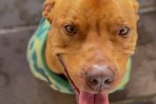 Lei torna obrigatória a microchipagem de cães em Pelotas