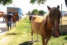 Prefeitura recolhe equinos soltos em via pública na Colônia Z-3
