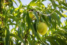 Boletim Sistema de Alerta indica raleio nos pessegueiros