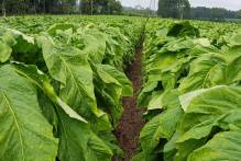Área cultivada com fumo tem acréscimo de 14% em Pelotas