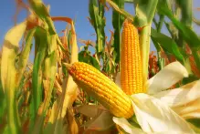 Prefeitura inscreve agricultores para o programa Milho 100%